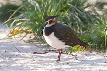 Image showing Northern Lapwing