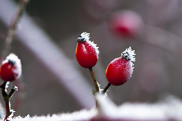 Image showing Rose hips in winter