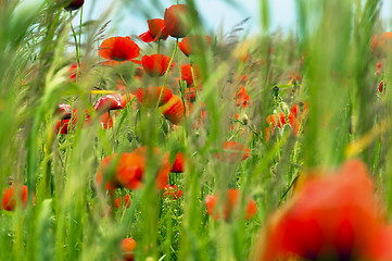 Image showing Red poppies