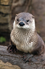 Image showing Otter