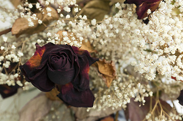 Image showing Red dried rose