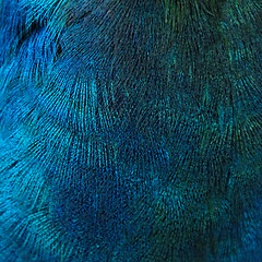 Image showing Feathers of a bird (peacock)