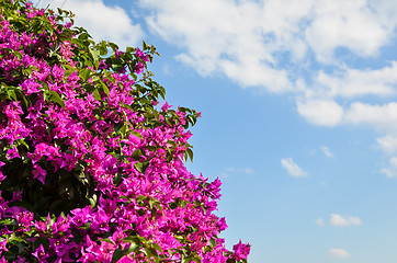 Image showing Bunch of purple tropical flowers