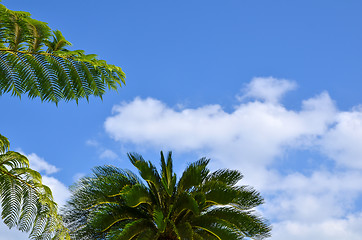 Image showing Tropical branches