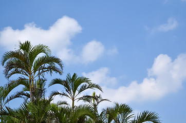 Image showing Palm trees, tropic symbol