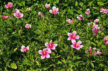 Image showing Blossom Pink Hibiscus