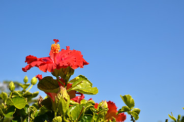 Image showing Red Beauty Flower