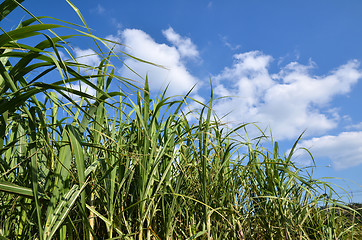 Image showing Sugar cane field