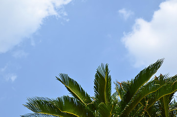 Image showing Palm branches