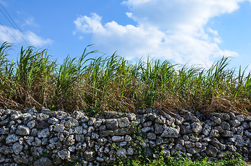 Image showing Stonewall and sugar canes
