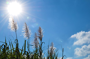 Image showing Sugar cane flowers