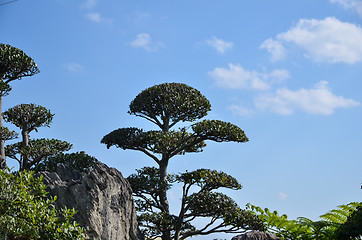 Image showing Japanese garden detail