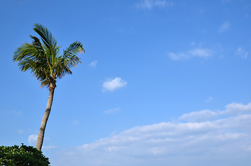 Image showing Palm tree