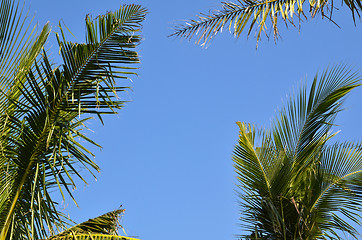 Image showing Palm tree branches