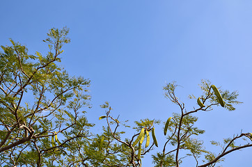 Image showing Bean pod tree branches