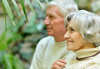 Image showing Senior couple in orchard