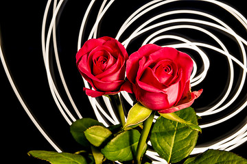 Image showing Roses with lights