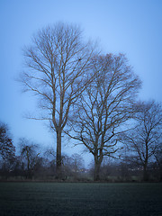Image showing Trees evening mood