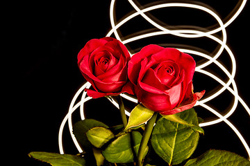 Image showing Roses with lights