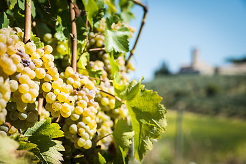 Image showing Grapevin Tuscany