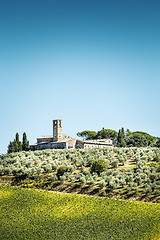 Image showing Olive trees