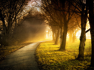 Image showing Trees with sunbeams