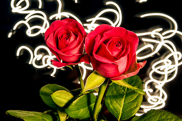 Image showing Roses with lights