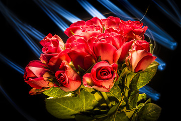 Image showing Roses with lights