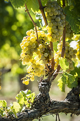 Image showing Grapevin Tuscany