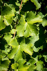 Image showing Green vine leaves