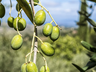 Image showing Olive branch