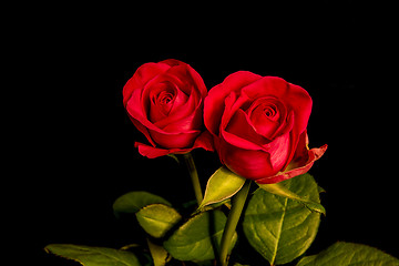 Image showing Roses