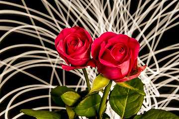 Image showing Roses with lights