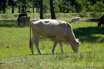 Image showing old white cow grazing