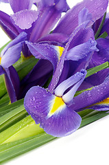 Image showing Purple Iris