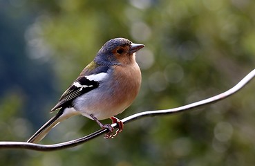 Image showing Chaffinch