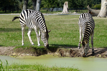 Image showing Zebras are dirnking water