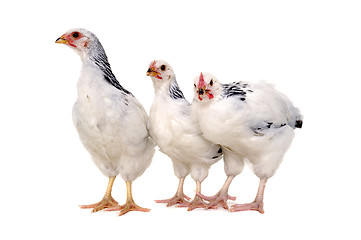 Image showing Chickens on white background