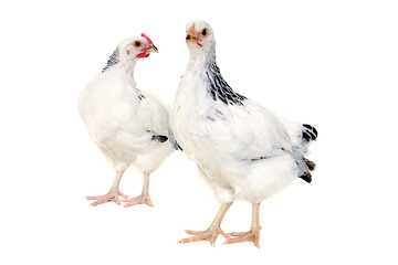 Image showing Chickens on white background