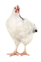 Image showing Hen on white background