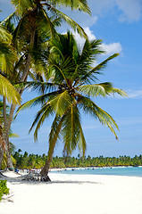 Image showing Caribbean beach with palm and white sand