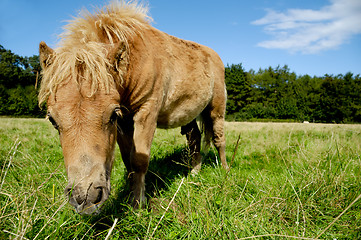 Image showing Foal is eating grass