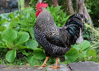 Image showing Proud cock