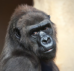 Image showing Gorilla