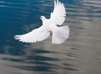 Image showing White pigeon