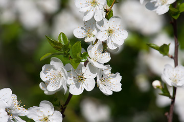 Image showing Apple flowers