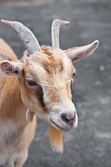 Image showing Goat