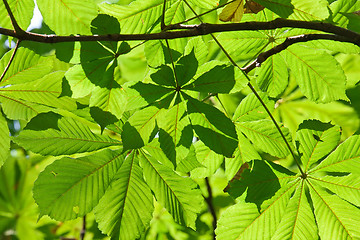 Image showing Green Leaves