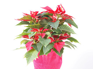 Image showing Poinsettia