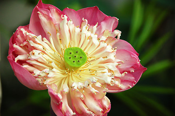 Image showing pink lotus flower blooming